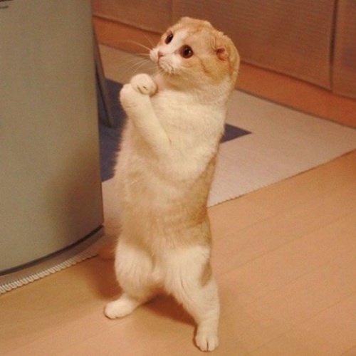 mos518's profile picture. 東京大学／教養学部→文学部/英語英米文学科/留年/麻雀/東進/NHK/Feuerwerk/養徳学舎/奈良/東大寺学園

ねこ！ねこ！ねこ！