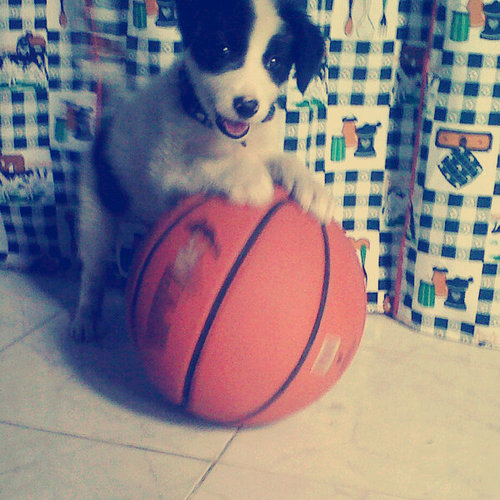 Soy un carnivoro.♡. @Ebersonvera