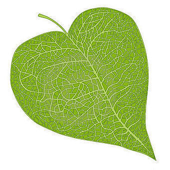 LondonCollegeUK's profile picture. London College of Natural Medicine : certified short courses in Nutrition, Herbal Medicine & Natural Beauty. Open to beginners. Nourish your brain!