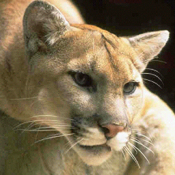 happycatherder's profile picture. Rabidly pro-American, anti-Republican.