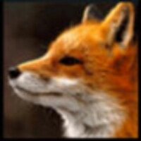 Renard (@mairusupawa) 's Twitter Profile Photo