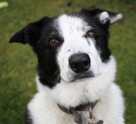 Northern Border Collie that is serious about #walkies and is a bit of a tart with the lady dogs! #BOL