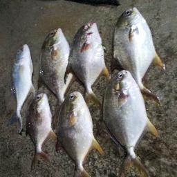 PemburuBawal's profile picture. 