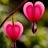asmahammad4's profile image