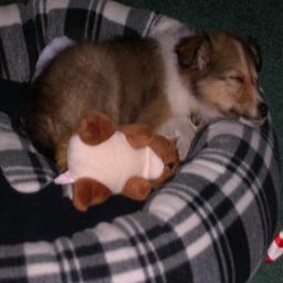 We are an online shop, we offer dog crates, wooden dog crates, dog safety harnesses, dog carriers, dog feeders