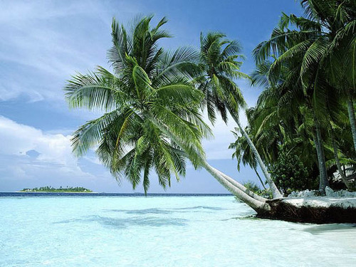 sherif_teama's profile picture. 