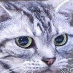 Студент 3-го курса Кольчугинского политехнического колледжа, программист