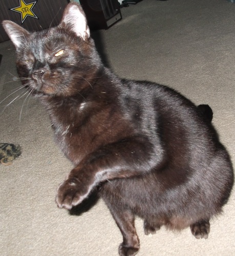 KweenKJS's profile picture. Silicon Valley native with a love for all things unique and original. Things I love include books, bacon, guns, movies, bacon, music... and did I say bacon? :)