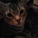 sydney lambert - @nicolecoolgold - Twitter