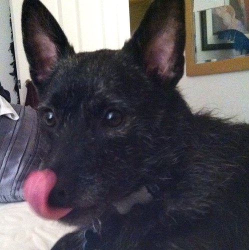 Vice President of President Maxwell's Pet Services, inc. We are a professional pet sitting, dog walking and cat sitting service in the Jupiter, FL area.