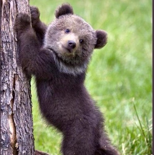 I like bears if you like bears follow me!