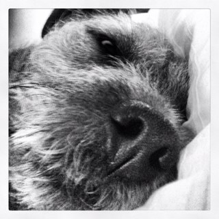 JacTerrierJones's profile picture. Handsome, trilingual (Cymraeg,English, Dog) Border Terrier Cross, more human than canine