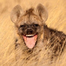 Contedi7ima's profile picture. Remember the Cant