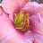 AmadorFlowerFar's profile image