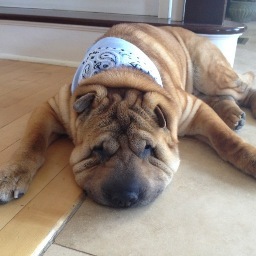 Fegs31's profile picture. Rocket ship builder, Pizza expert, loves the Giants, Parent.