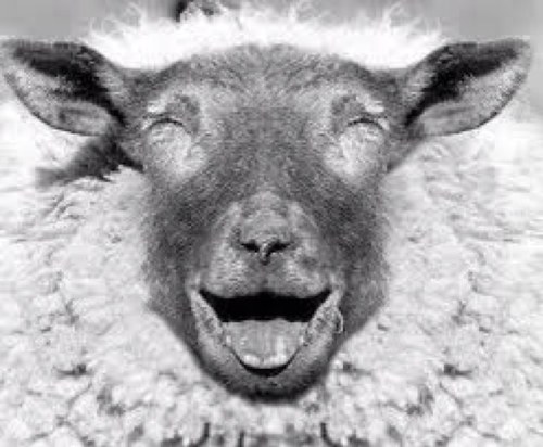 Je ne tweet pas moi !! Je BeeheeL !!