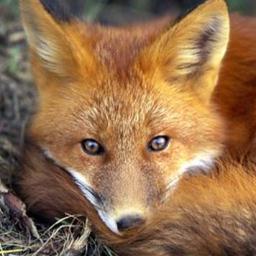 Foxybee3's profile picture. 