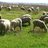 the Film Pasture