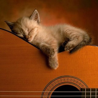 Yankees fan,love all animals,nature,beach,zoos,environment, have 4 awesome cats,dance,I have my cert. to be a vet. asst. etc.