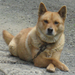 趣味アカウント。犬を飼っています。趣味は四輪車によるサーキット走行。公式RTが多いアカウントなので、それを止めるとだいぶすっきりします。あやしげなアカウントのフォロー／リスト登録があまりに頻繁なので、非公開ツイートに移行します。性格診断はINTP型。天安門事件を忘れない。サイバーイグアナ信教徒。