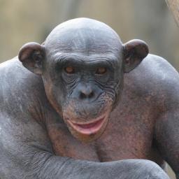 elcabezegue's profile picture. Soy el famoso Cabezegüé que todos han mentado alguna vez. Antichavista, antirrevolucionario, comentarista y hablador de güevonadas. Un cabezegüé en twitter.....