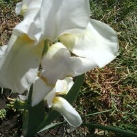 irene haydee solis c (@jeidiver) 's Twitter Profile