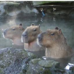 The_kikku's profile picture. みんなカピバラになろうよ～。　
音楽があればいい。＠Oregon