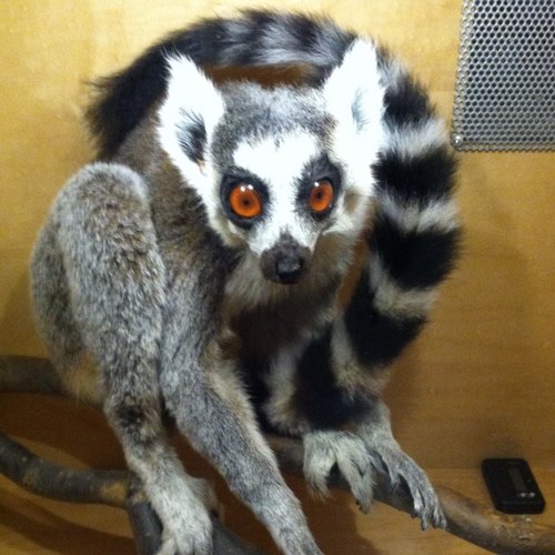nstlemurs's profile picture. Lemurs often take their own sweet time