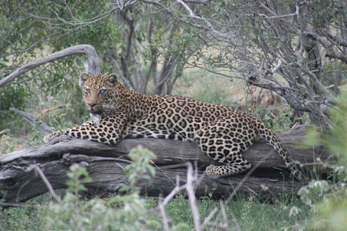 YGittins's profile picture. 