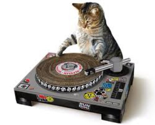 SwagggCat's profile picture. TO ALL MY CATS OUT THER U STAY ON DAT GRIND U REPPIN TOO HARD