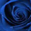 ginny rose naron - @ginnyrosenaron - Twitter