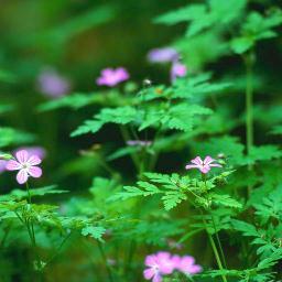 趣味は、生け花、アレンジメント、お花や植木の手入れetc.音楽を聴く事、歌う事。緑のあるところ自然を楽しみつつの散策、時には歌いながら．．．ちょっと変わった人