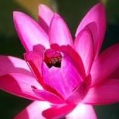 padmalovely's profile picture. happy prosperous new year!! (^v^)/