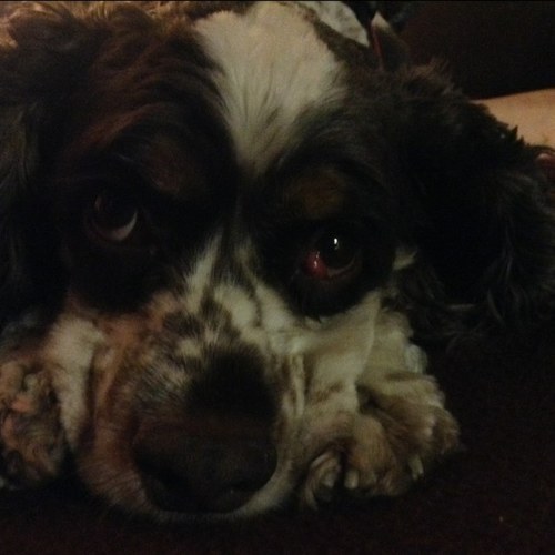 Sillysails's profile picture. 