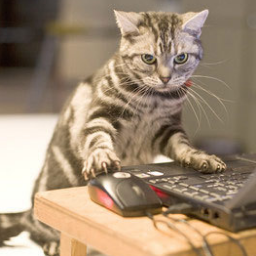 Windows8Cat's profile picture. I am a cat who gets it. Meow.