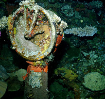 Scubadiver31's profile picture. 