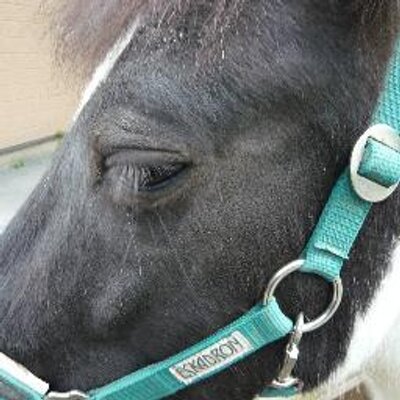 2ちゃんねる迷言集 On Twitter 彡 ﾟ ﾟ 主任 電話です 主任 俺はもういないって言っておいて 1 風吹けば名無し 2016 05 17 火 19 37 21 23 Id Cw873eqod 彡 大変申し訳ございません 山田は死にました Twitter