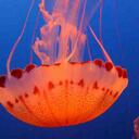 Jane Grogan - @biolbyte - Twitter