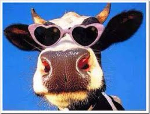 toodlepippip's profile picture. Mum of human and Cavachon boys. Wife of a fabulous patient man. Educator for …. seems like a million https://t.co/kHW6kJVoNq a horse or dog account -education tweets…naah !