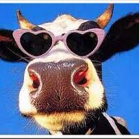 HRH T-Ibiza (@toodlepippip) 's Twitter Profile Photo