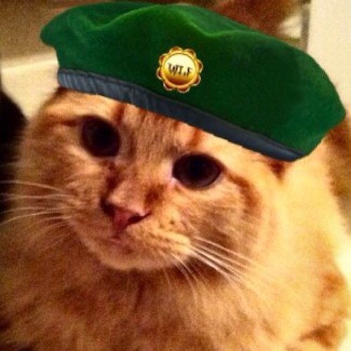 I am the real version of PussNBoots I look cute & cuddly but its all true. I luv my mum #wlf