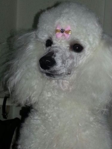 PELUQUERIA Y ESTETICA CANINA