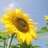 ひまわり