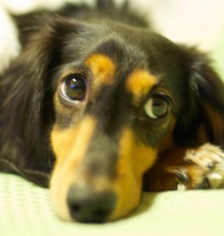 ミニチュアダックスと一緒に暮らしてます。愛犬、自由猫、野鳥、金魚に癒される日々。