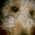 Kelly Horsley (@khoopsonu) Twitter profile photo