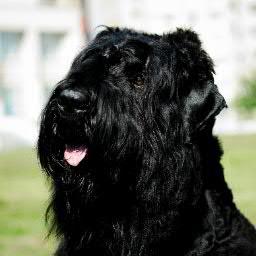 acaklik's profile picture. 