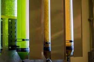 The Algae Research Project at Masdar Institute MECEL Laboratory.