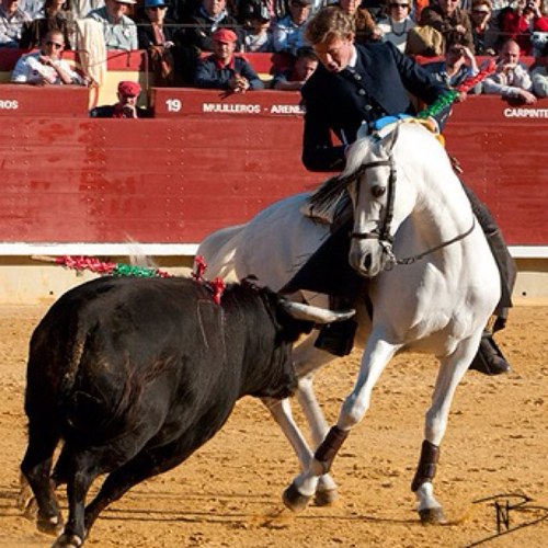 Twitter oficial del rejoneador y ganadero Fermín Bohórquez Domecq. Instagram: FerminBohorquez y GanaderiaFerminBohorquez