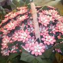 nicole natale - @NataleNicole - Twitter