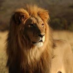 dhurandhar007's profile picture. 